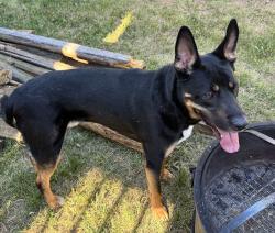 Found/Stray Male Dog last seen Southwest High School, High Point, NC 27265