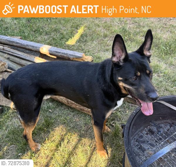 Found/Stray Male Dog last seen Southwest High School, High Point, NC 27265