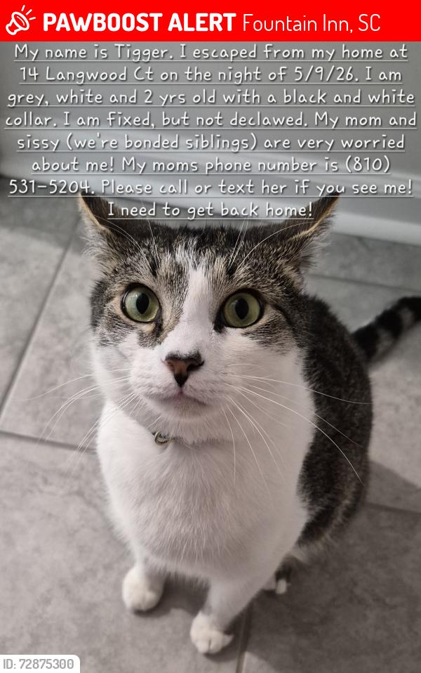Lost Male Cat last seen Pine Ridge Place N. Nelson and Old Fairview Rd, Fountain Inn, SC 29644