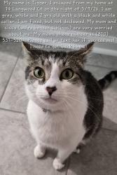 Lost Male Cat last seen Pine Ridge Place N. Nelson and Old Fairview Rd, Fountain Inn, SC 29644