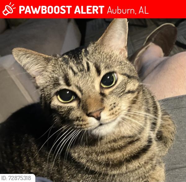 Lost Male Cat last seen Summerlin , Auburn, AL 36830