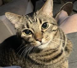 Lost Male Cat last seen Summerlin , Auburn, AL 36830