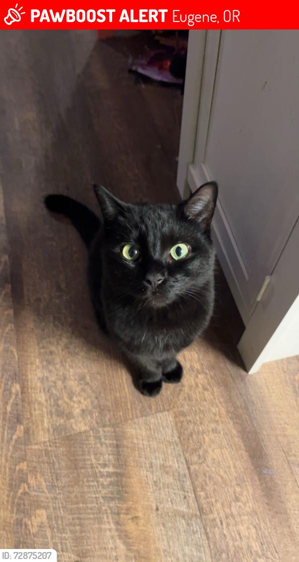 Lost Female Cat last seen Near Taney St, Eugene OR, Eugene, OR 97402