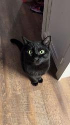 Lost Female Cat last seen Near Taney St, Eugene OR , Eugene, OR 97402