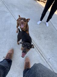 Reunited Male Dog last seen Near Silverleaf Trl, Bethlehem, GA 30620, USA, Bethlehem, GA 30620