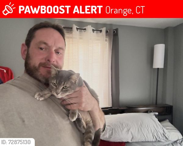 Lost Female Cat last seen Home Depot Marlborough mass, Orange, CT 06477