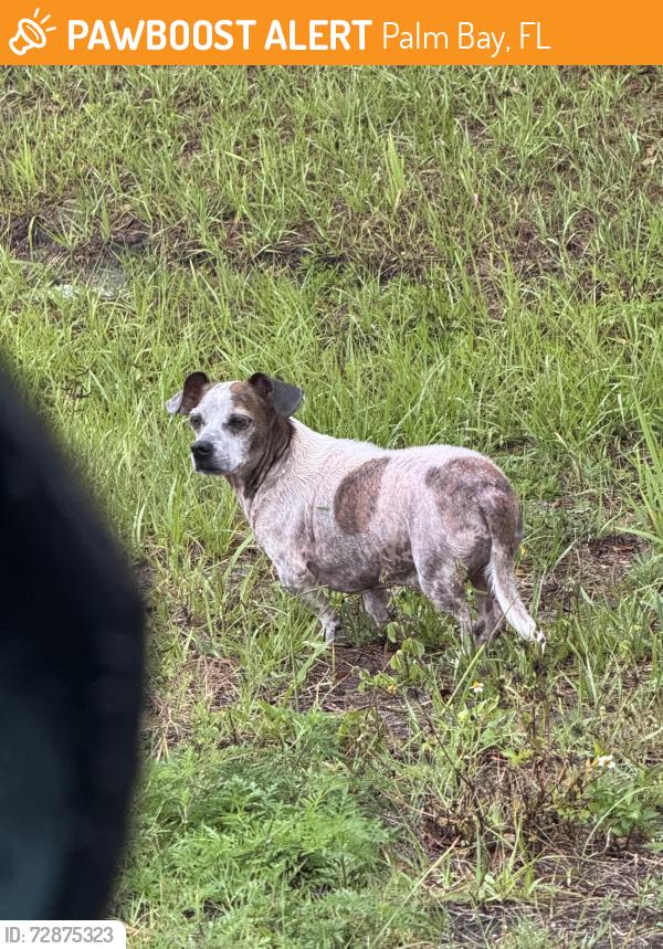 Found/Stray Male Dog last seen Behind Lowe’s , Palm Bay, FL 32910