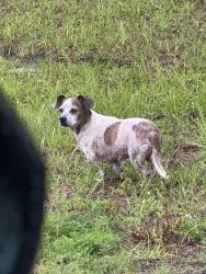 Found/Stray Male Dog last seen Behind Lowe’s , Palm Bay, FL 32910