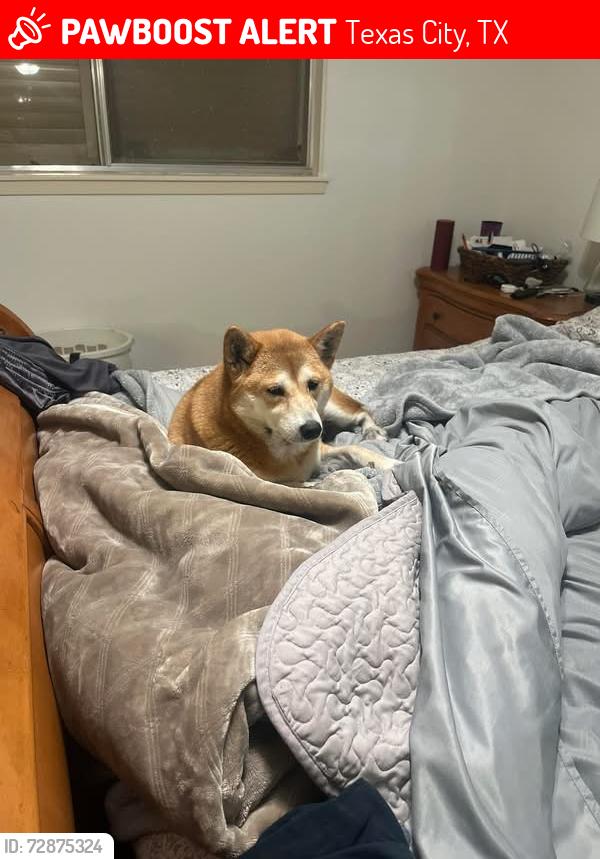 Lost Female Dog last seen 18th Ave north and 15th street , Texas City, TX 77590