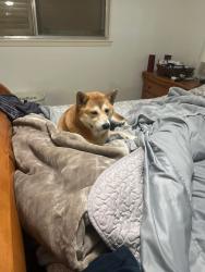 Lost Female Dog last seen 18th Ave north and 15th street , Texas City, TX 77590