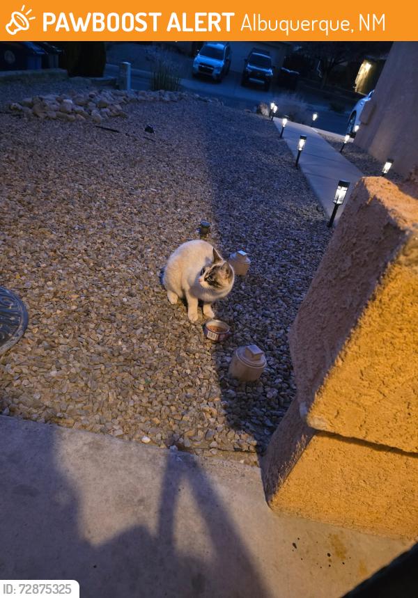 Found/Stray Unknown Cat last seen McMahon and bandeleier, Albuquerque, NM 87114