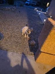 Found/Stray Unknown Cat last seen McMahon and bandeleier, Albuquerque, NM 87114