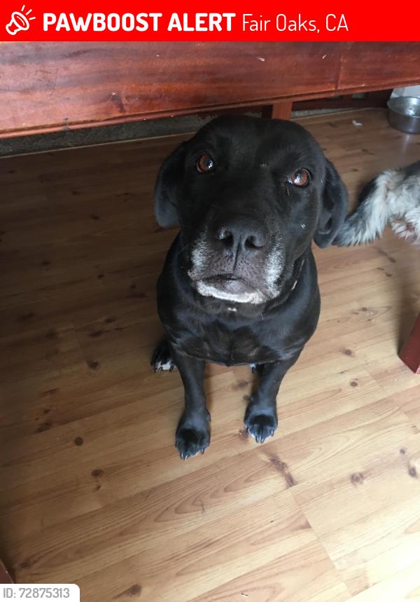 Lost Female Dog last seen Fair Oaks and Madison, Fair Oaks, CA 95628