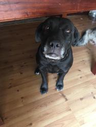 Lost Female Dog last seen Fair Oaks and Madison, Fair Oaks, CA 95628