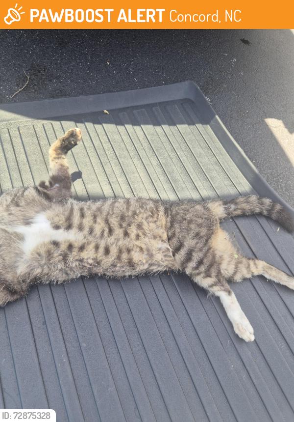 Found/Stray Unknown Cat last seen Pressly family dentistry, Concord, NC 28025