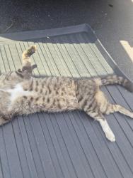Found/Stray Unknown Cat last seen Pressly family dentistry, Concord, NC 28025