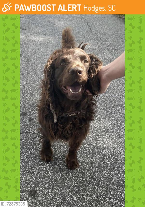 Found/Stray Male Dog last seen Stop sign by flatwood road, Hodges, SC 29653
