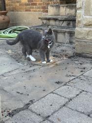 Found/Stray Unknown Cat last seen El campo ave. and Prevost st., Fort Worth, TX 76107