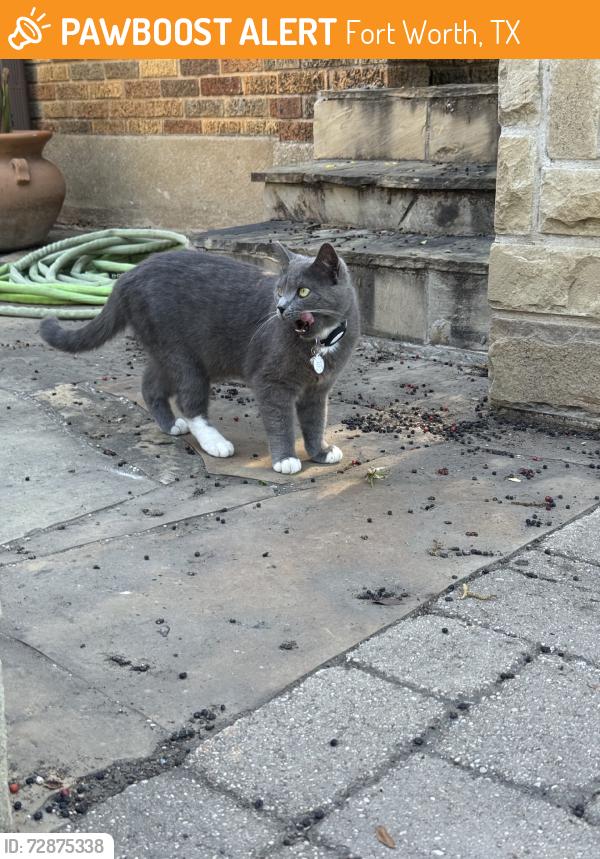 Found/Stray Unknown Cat last seen El campo ave. and Prevost st., Fort Worth, TX 76107