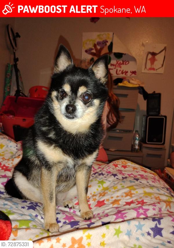 Lost Female Dog last seen Pittsburgh, by whitman elementary, Spokane, WA 99208