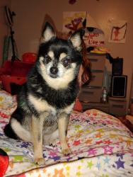 Lost Female Dog last seen Pittsburgh, by whitman elementary , Spokane, WA 99208