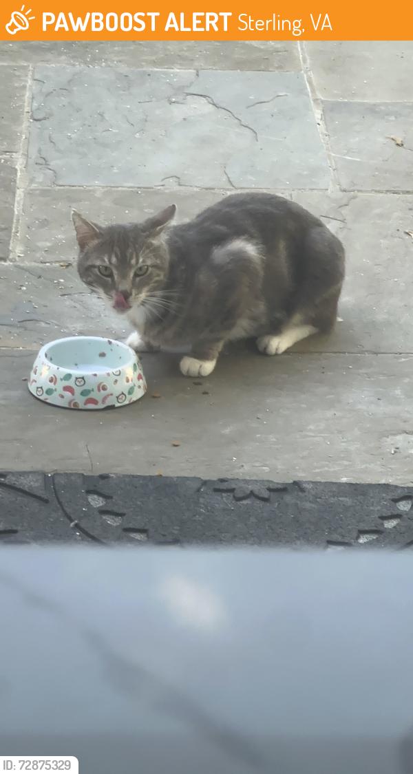 Found/Stray Unknown Cat last seen Park Hill Ln, Sterling, VA 20164