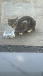 Found/Stray Unknown Cat last seen Park Hill Ln, Sterling, VA 20164