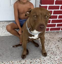Found/Stray Female Dog last seen Flagler street bridge, Miami-Dade County, FL 33126