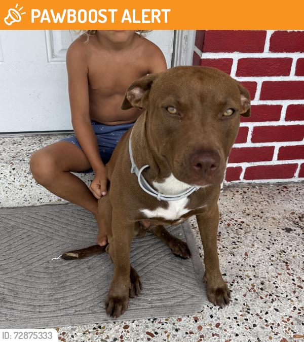Found/Stray Female Dog last seen Flagler street bridge, Miami-Dade County, FL 33126