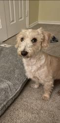 Lost Male Dog last seen Camp wisdom and 35, Dallas, TX 75241