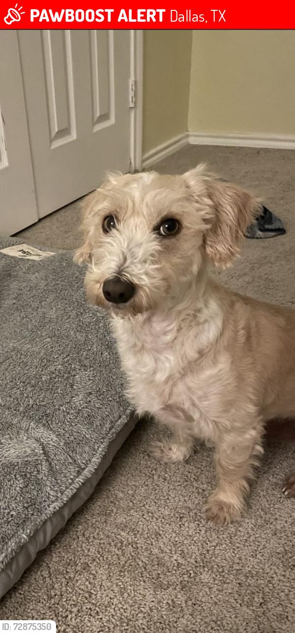 Lost Male Dog last seen Camp wisdom and 35, Dallas, TX 75241