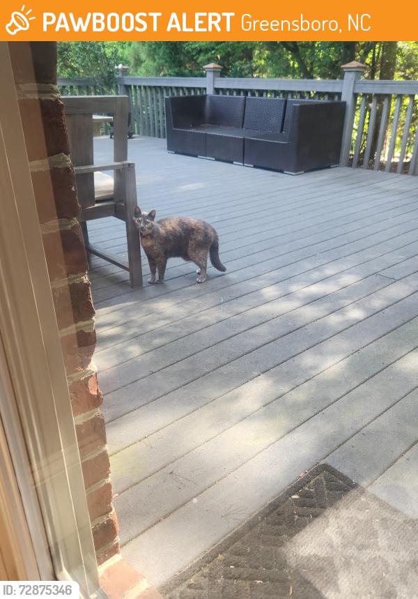 Found/Stray Unknown Cat last seen Hobbs and Jefferson , Greensboro, NC 27410