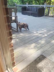 Found/Stray Unknown Cat last seen Hobbs and Jefferson , Greensboro, NC 27410