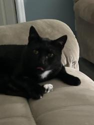 Lost Male Cat last seen Flipper and Mermaid , Stafford Township, NJ 08050