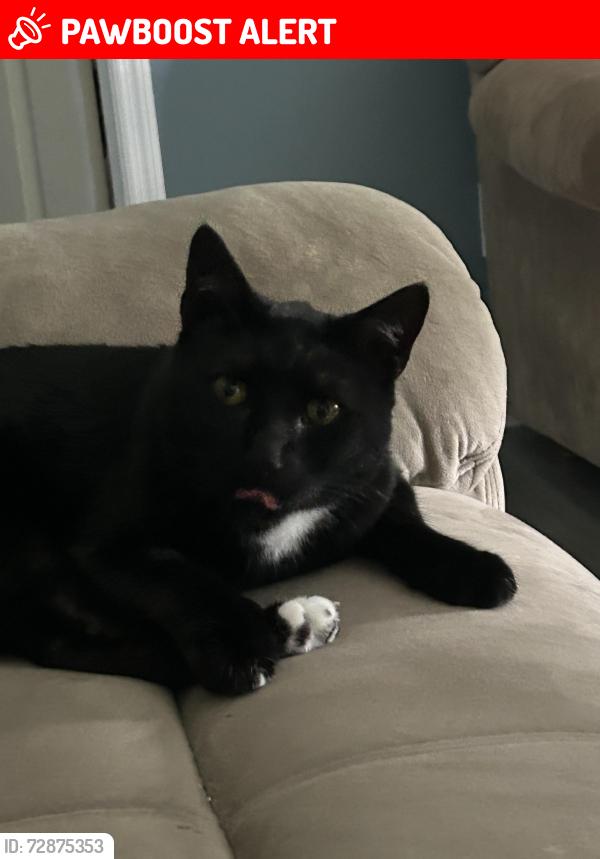 Lost Male Cat last seen Flipper and Mermaid , Stafford Township, NJ 08050