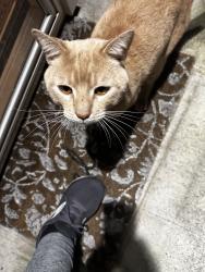 Found/Stray Male Cat last seen Anaheim Shores & La Palma, by John Marshall Park, Anaheim, CA 92801
