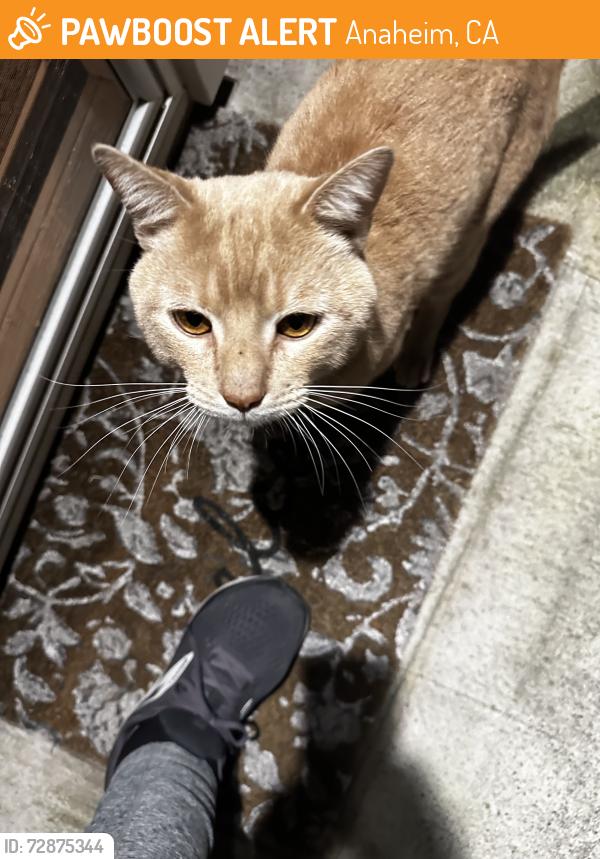 Found/Stray Male Cat last seen Anaheim Shores & La Palma, by John Marshall Park, Anaheim, CA 92801