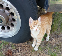 Found/Stray Male Cat last seen Terrace View Park, Spokane Valley, WA 99216