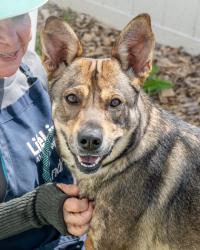 Shelter Stray Female Dog last seen Near Sharonton Way Stone Mountain, GA 30083, 30083, GA, Atlanta, GA 30341