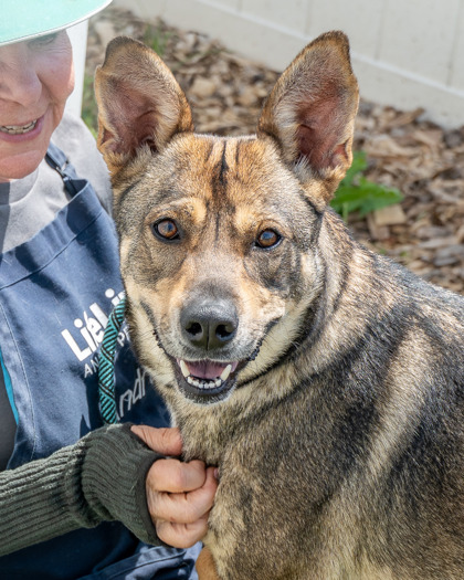 Shelter Stray Female Dog last seen Near Sharonton Way Stone Mountain, GA 30083, 30083, GA, Atlanta, GA 30341
