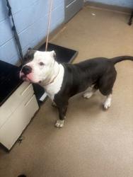 Shelter Stray Male Dog last seen Near Crossvale Rd Lithonia, 30038, 30038, GA, Atlanta, GA 30341