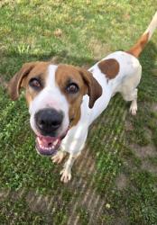 Shelter Stray Female Dog last seen fulford point rd, Pamlico County, NC, 1639 Old Airport Rd, New Bern, NC 28562, USA