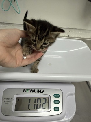 Shelter Stray Male Cat last seen , CA , Oakland, CA 94601