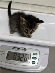 Shelter Stray Male Cat last seen , CA , Oakland, CA 94601