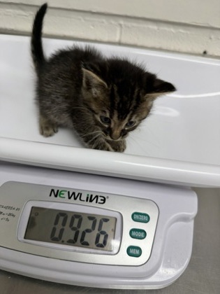 Shelter Stray Male Cat last seen , CA , Oakland, CA 94601