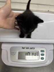 Shelter Stray Male Cat last seen , CA , Oakland, CA 94601