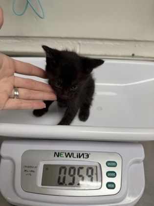 Shelter Stray Male Cat last seen , CA , Oakland, CA 94601