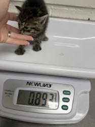 Shelter Stray Female Cat last seen , CA , Oakland, CA 94601