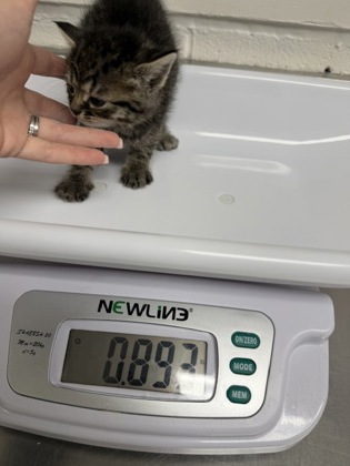 Shelter Stray Female Cat last seen , CA , Oakland, CA 94601