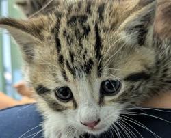 Shelter Stray Male Cat last seen Berkeley, CA 94702, Oakland, CA 94601